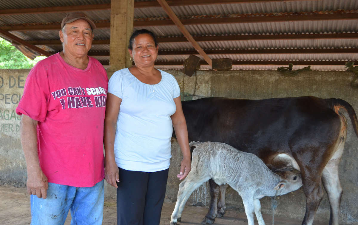 Daysi and her husband at home with Daysi's cows, the pride of her business.